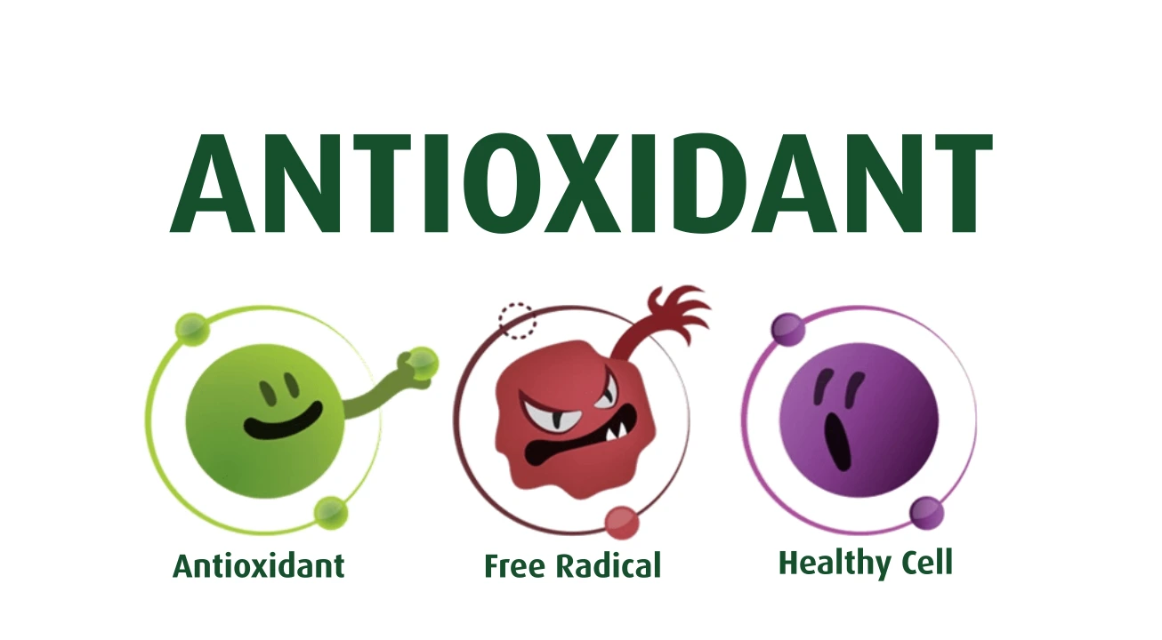Why Antioxidant Tea Should Be Your Daily Defense Against Aging and Disease